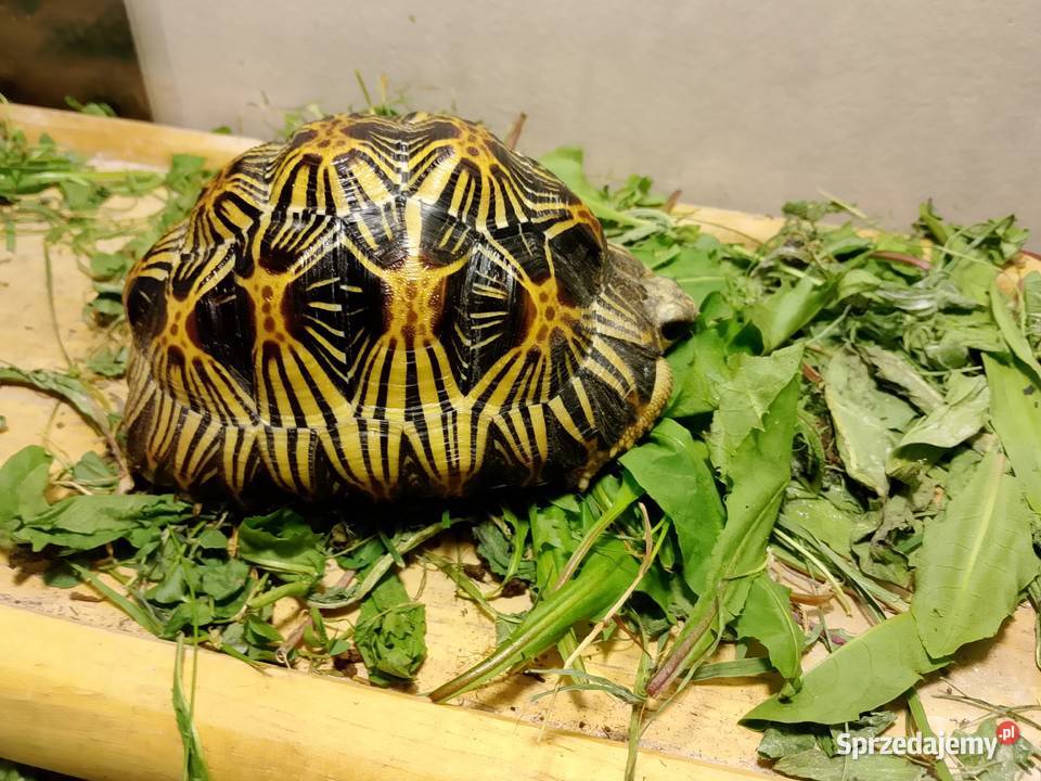 Żółw promienisty Astrochelys radiata Gady i płazy Bielsko-Biała