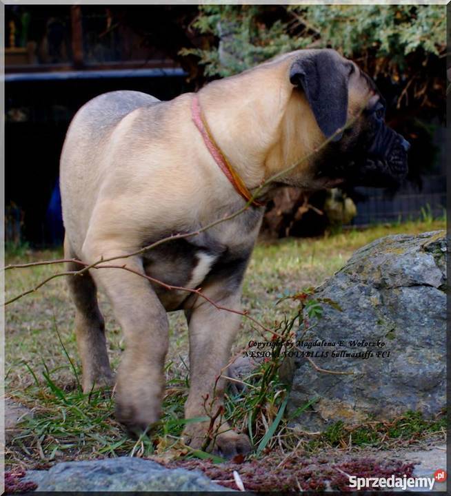 Bullmastiff Lublin