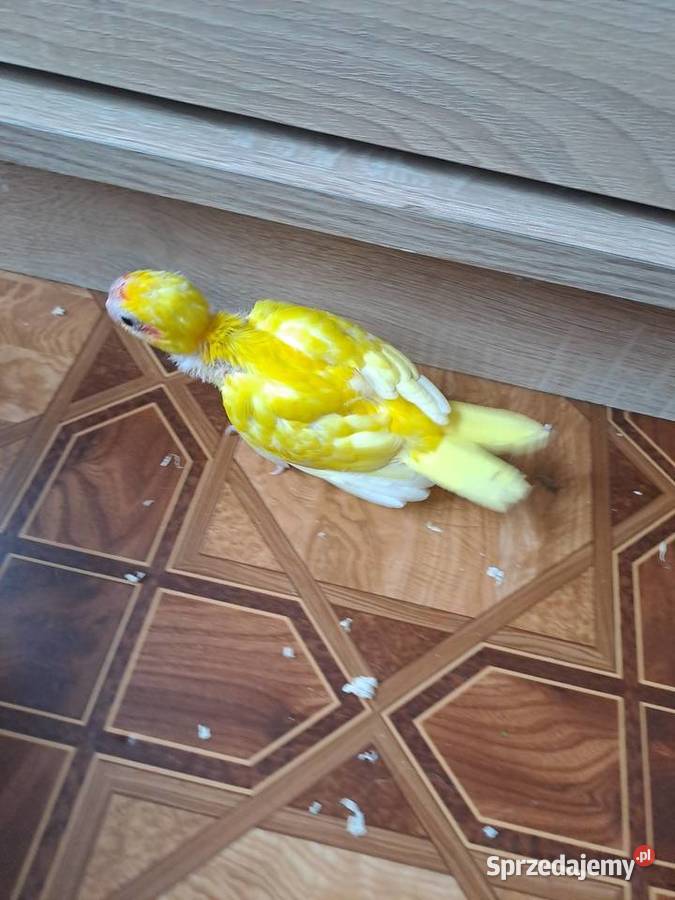 będę miał na sprzedaż papugi kozy Wawrzeńczyce