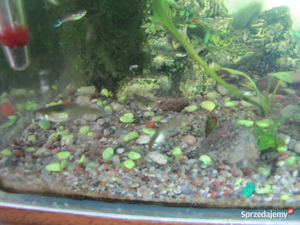 Akwarium z obsadą małe Toruń