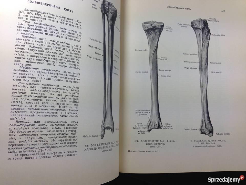 ATLAS ANATOMII CZŁOWIEKA TOM IIII SINIELNIKOW RD Zielona Góra