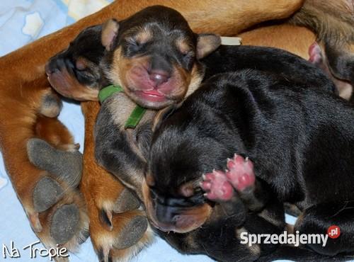 ogar polski szczenietarodowodowe Zwierzęta mazowieckie Warszawa sprzedam