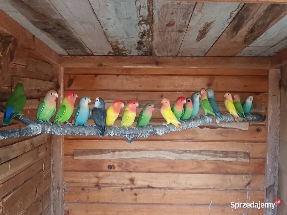 Nierozłączki Gorzyczki