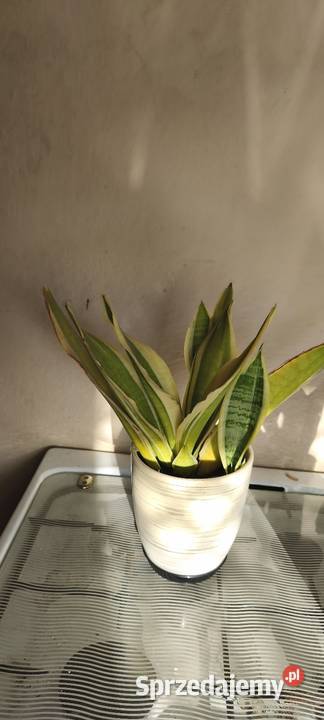 Kwiaty Doniczkowe Domowe Swarzędz