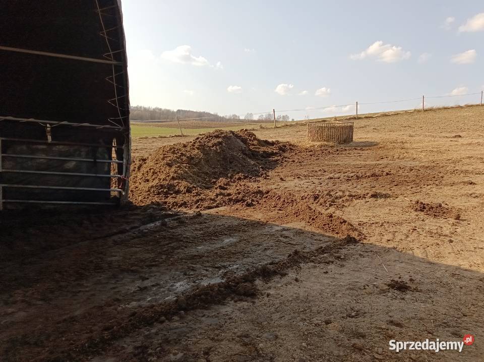 Oddam koński obornik nawóz duża ilość Tomiszowice