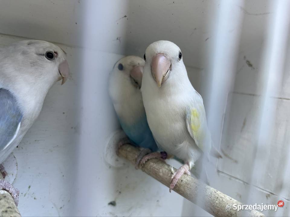 Nierozłączki czerwonoczelne Zachowice