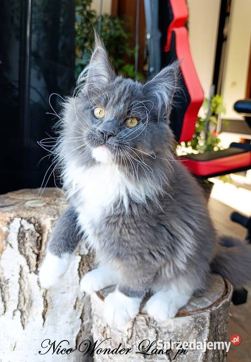 Niebieski z białym Maine Coon FPL pomorskie Gdańsk