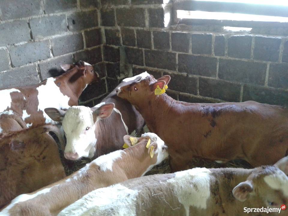 Cielęta mięsne byczki cieliczki Wola Zabierzowska