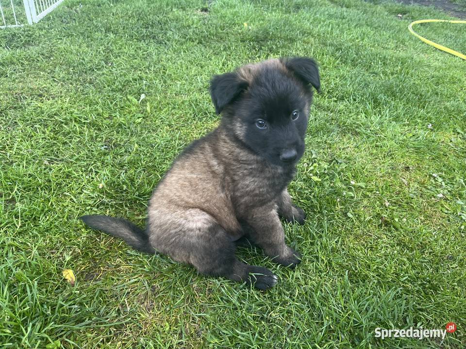 Owczarki belgijskie Malinois Psy Racibórz