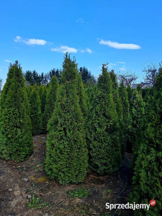 TUJA SZMARAGD Thuja occidentalis Smaragd Sompolno
