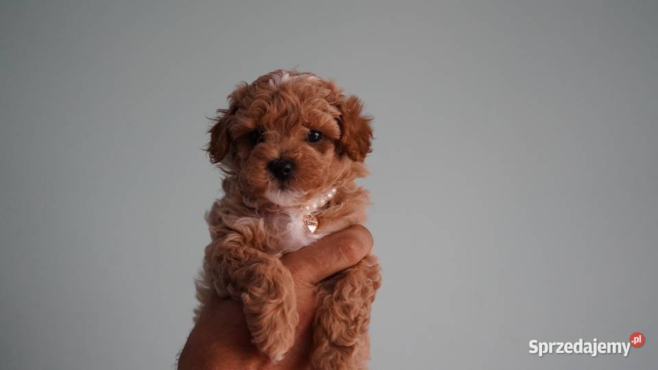 Suczka Maltipoo Brzozie