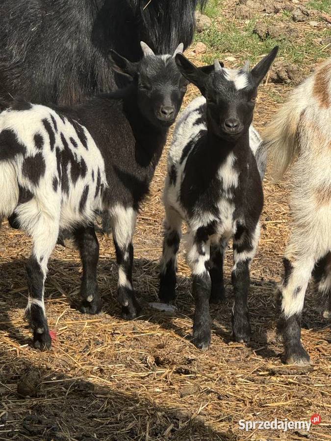 Parka kozy miniaturki Rolnictwo Śrem sprzedam