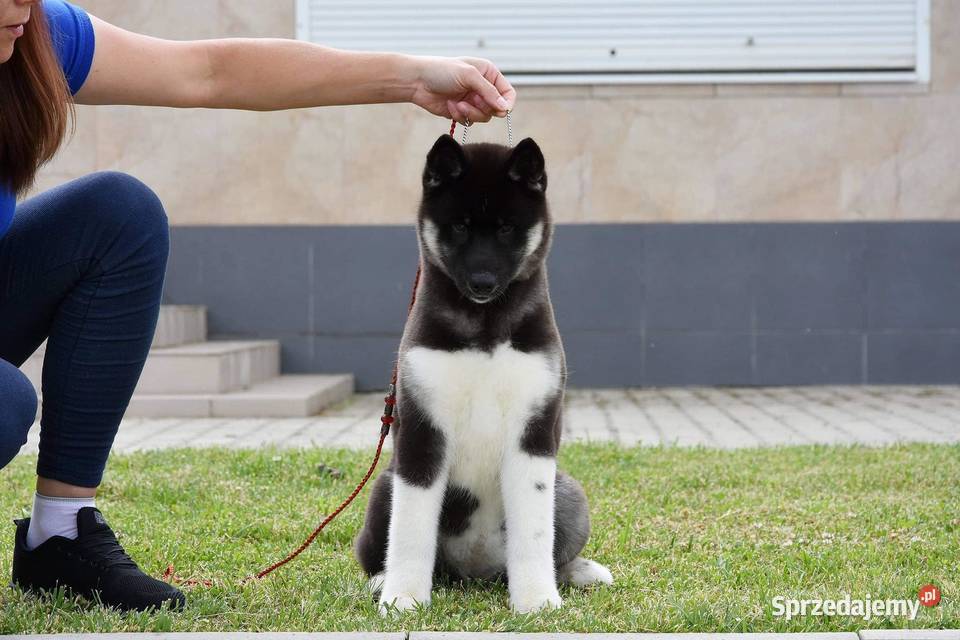 Szczenięta Siberian Husky ZKwPFCI Kolbuszowa