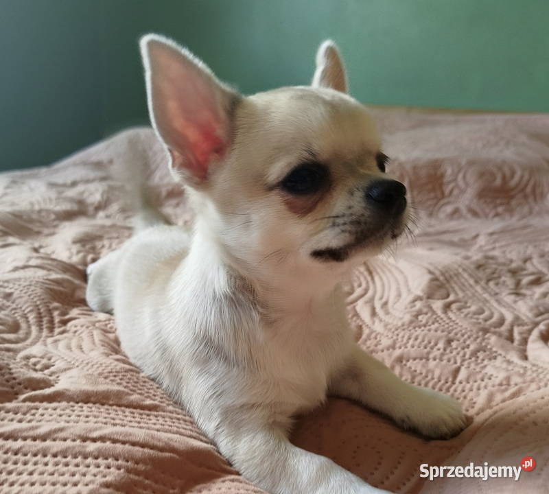 Chihuahua maleńki piesek sprzedam