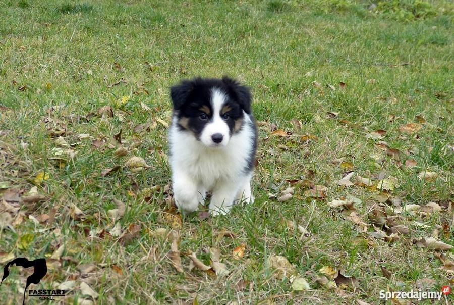 Border Collie rodowodowe szczenięta ZKwP Mińsk Mazowiecki sprzedam
