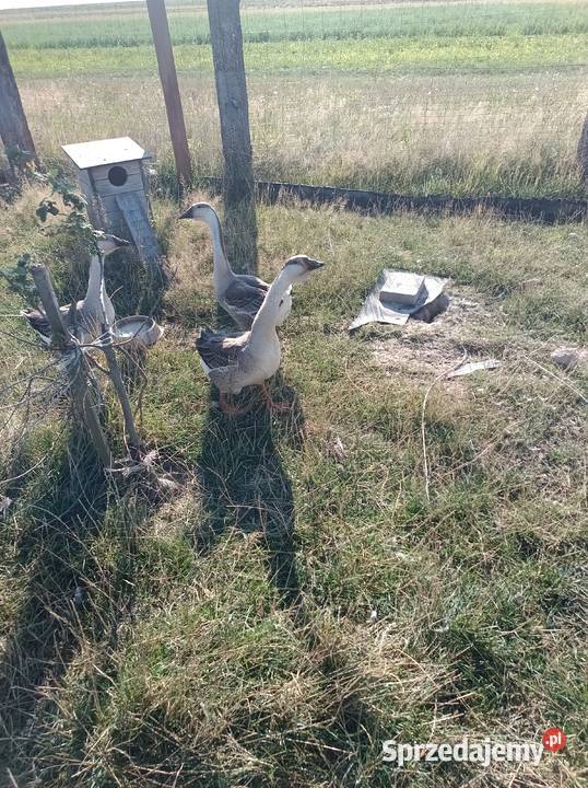 Sprzedam gęsi szare Konieczno sprzedam