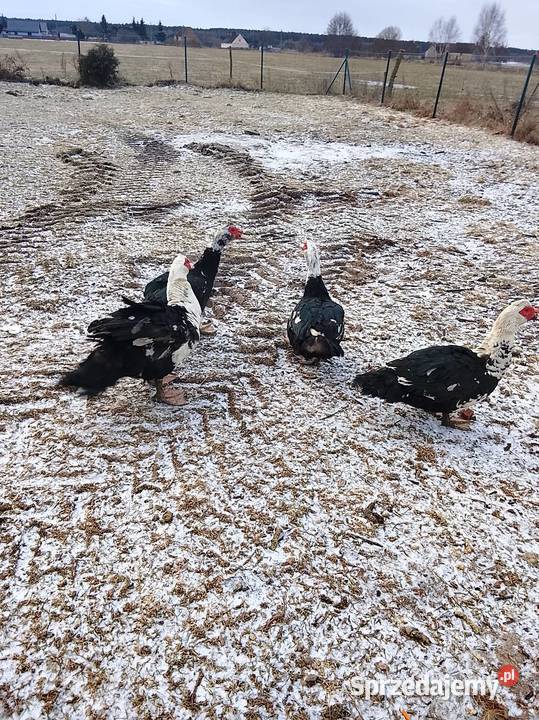 Kaczory waga 4 żywe bądź tuszki