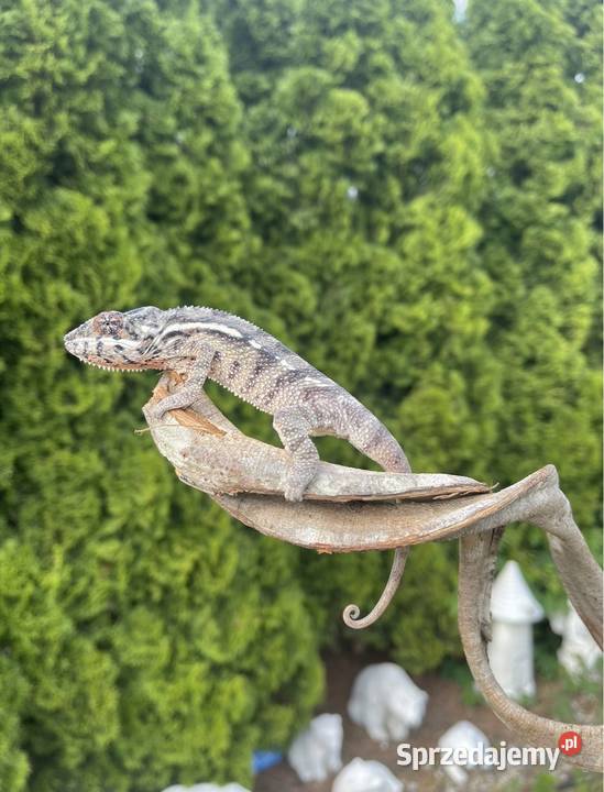 Kameleon lamparci kameleony lamparci Tczew