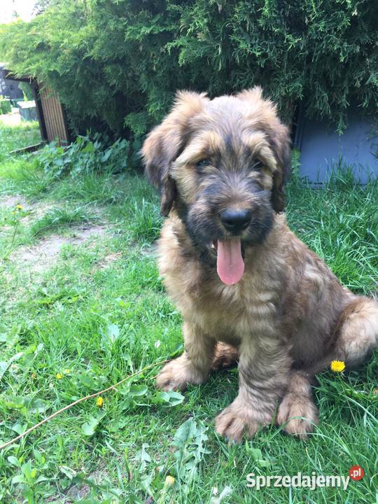 Owczarek Francuski Briard szczenięta Poznań