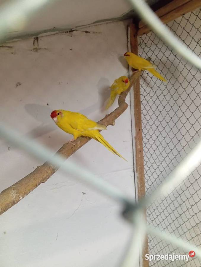 Moderlotki Jarogniewice