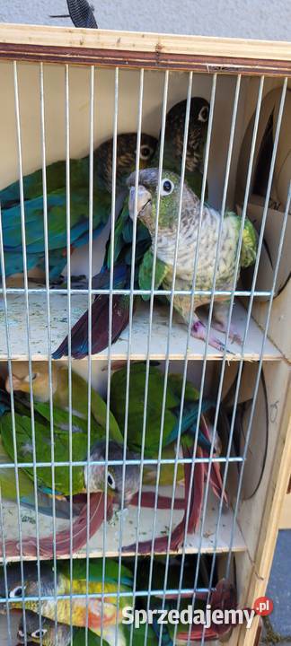 papugi rudosterki zielonolice