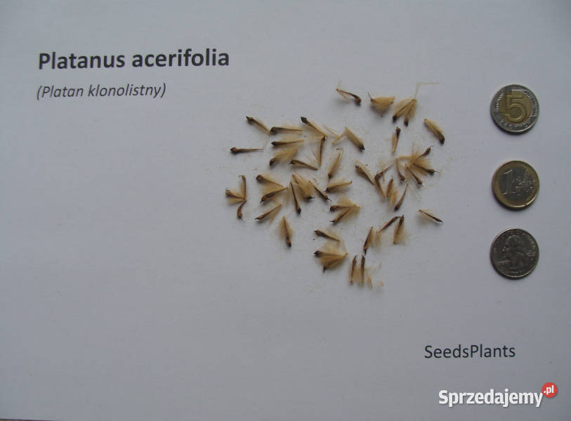 PLATAN KLONOLISTNY Platanus acerifolia NASIONA Lubanie sprzedam