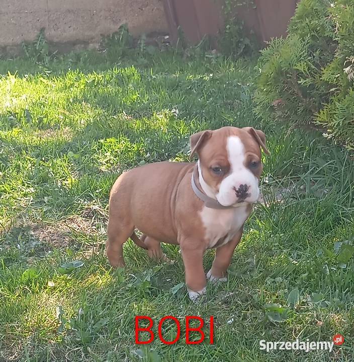 American Staffordshire Terrier Białystok sprzedam