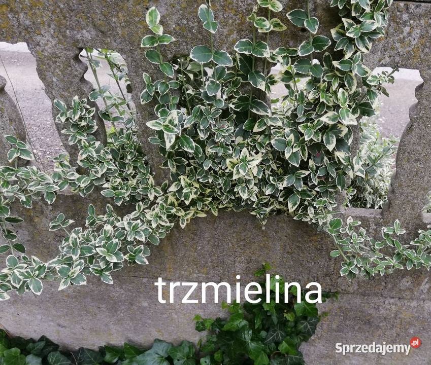 Trzmielina bluszcz zimnozielony śląskie Jaworzno