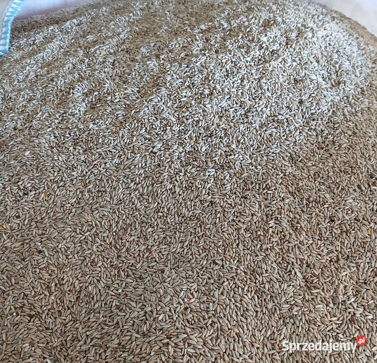 Żyto Produkcja roślinna Szudziałowo