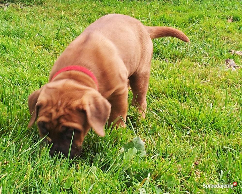 SZCZENIĘTA TOSA INU Psy