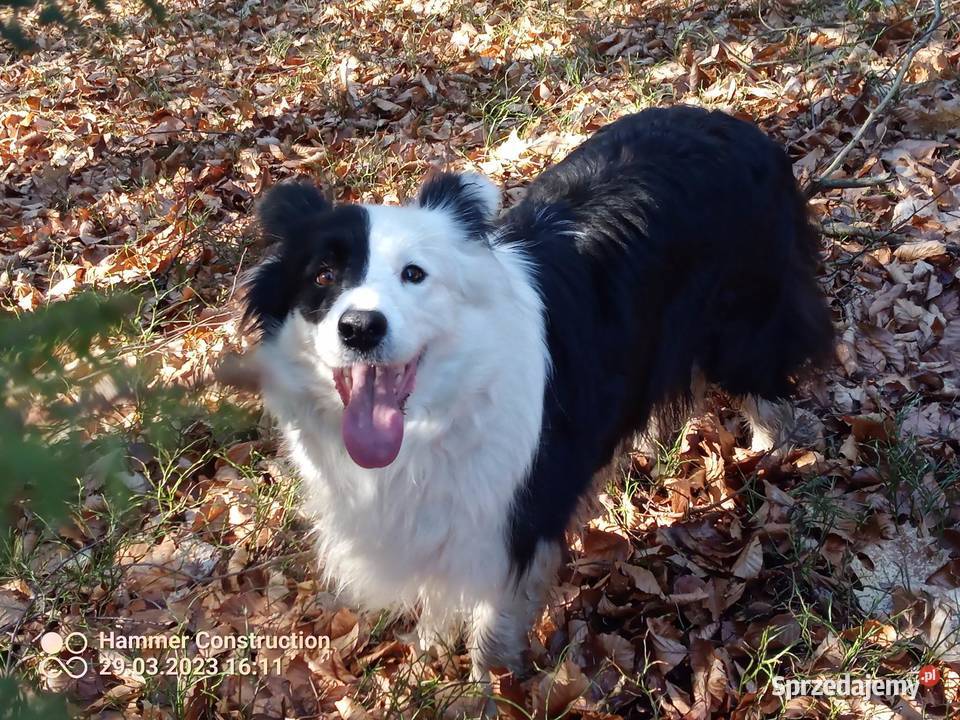 Border Collie FCI do odbioru lekarza weterynarii Dębica
