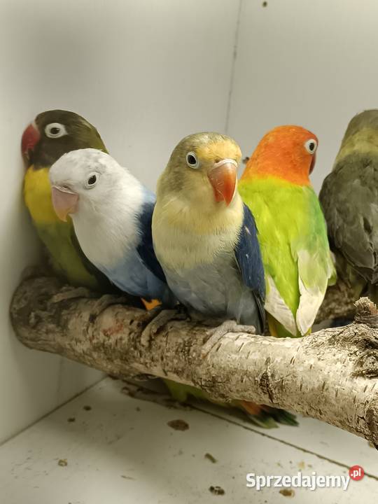 Nierozłączki czerwonoczelne mazowieckie Niecieplin