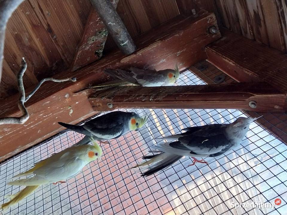 Sprzedam nimfy i modrolotki Bobowa