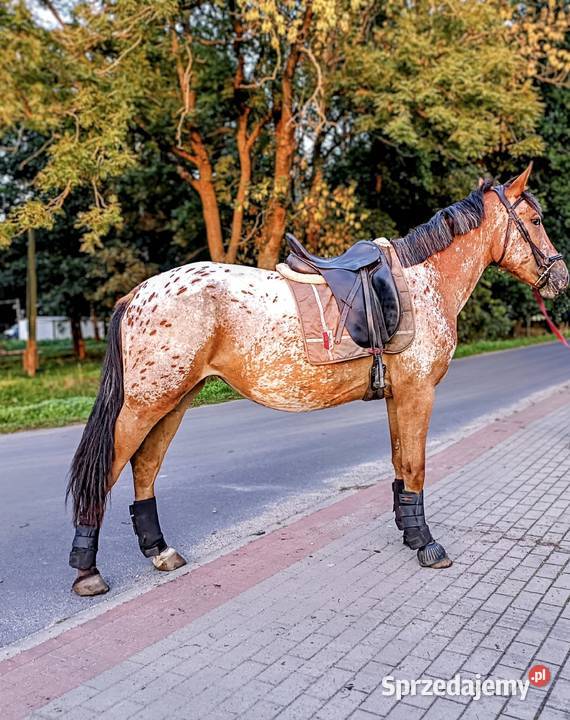 tarantowate klacze Zwierzęta wielkopolskie Oborniki