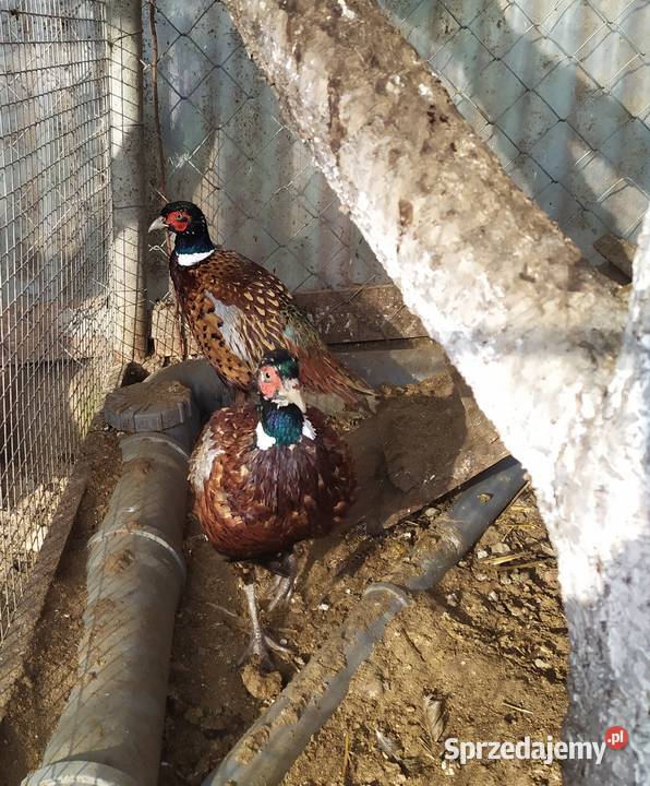 Młode bażanty łowne