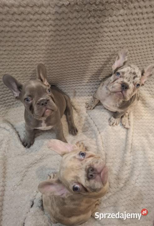 Buldog francuski lilac blue merle sunia Wronki