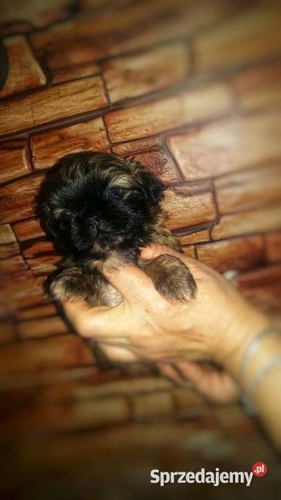 Pekińczyk krótkowłosy Pekińczyk sprzedam