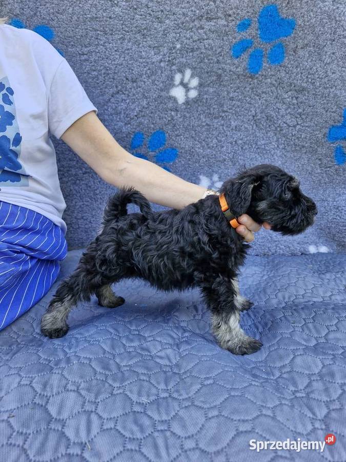 Sznaucer miniaturowy Warszawa