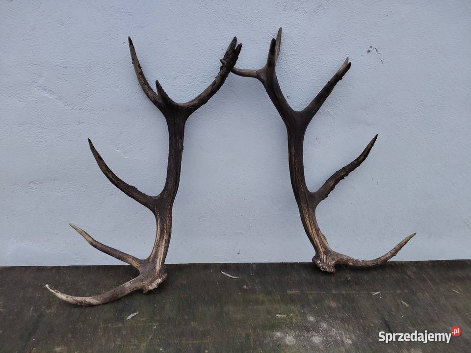 Poroża jelenia Białogard