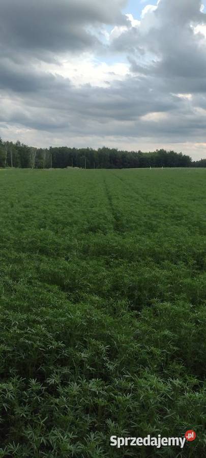 Łubin gorzki czyszczony Chlewice sprzedam