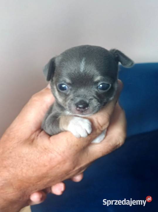 Niebieska Ziawjskowa Dziewczynka Chihuahua Zgierz