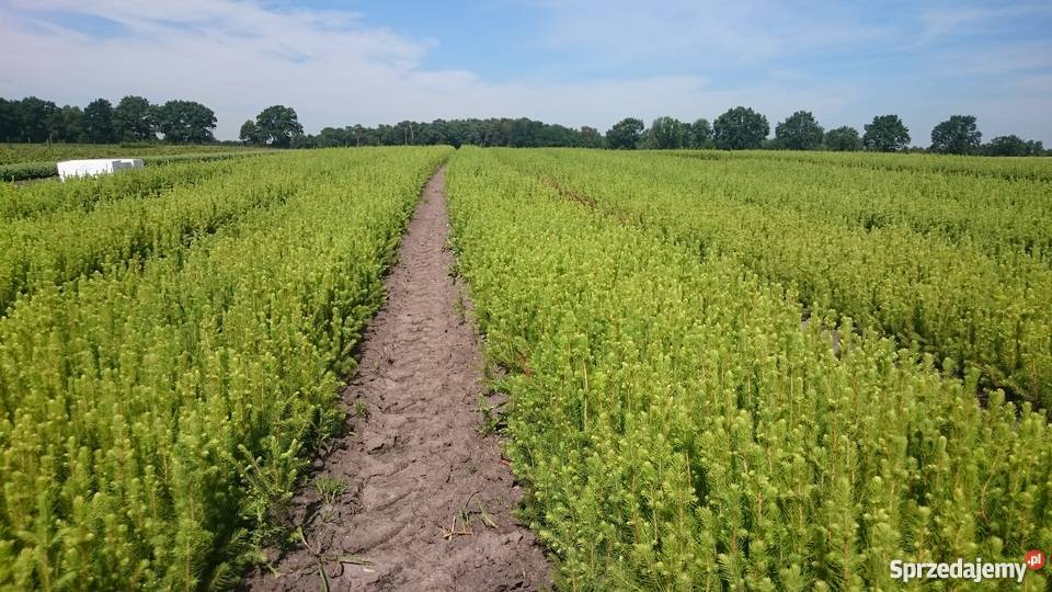 Sadzonki iglaków Jodły Świerki Sosna Tuja Cis Rybnik