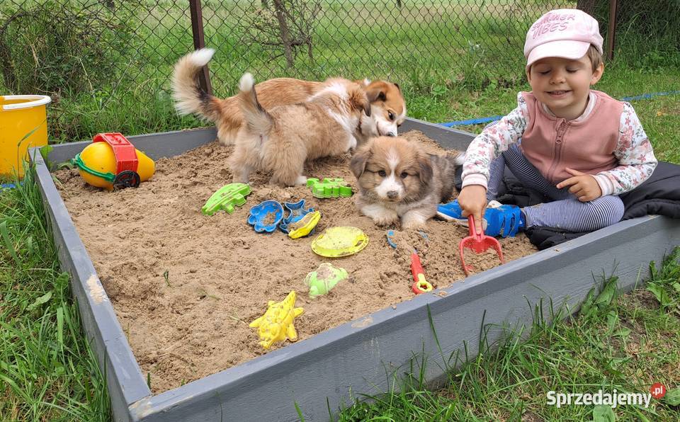 Welsh Corgi Pembroke szczenięta sprzedam
