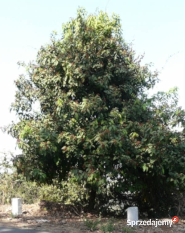 DRZEWO KAMALA Mallotus philippensis NASIONA 100g kujawsko-pomorskie Lubanie