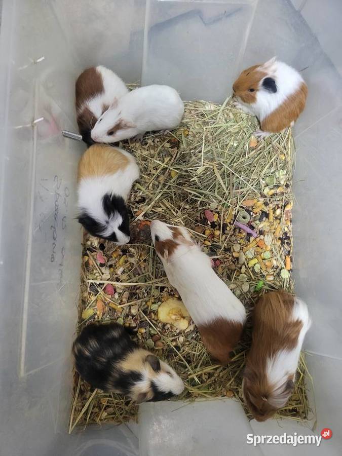 Świnki morskie młodziutkie dziewczynki Gryzonie Wrocław