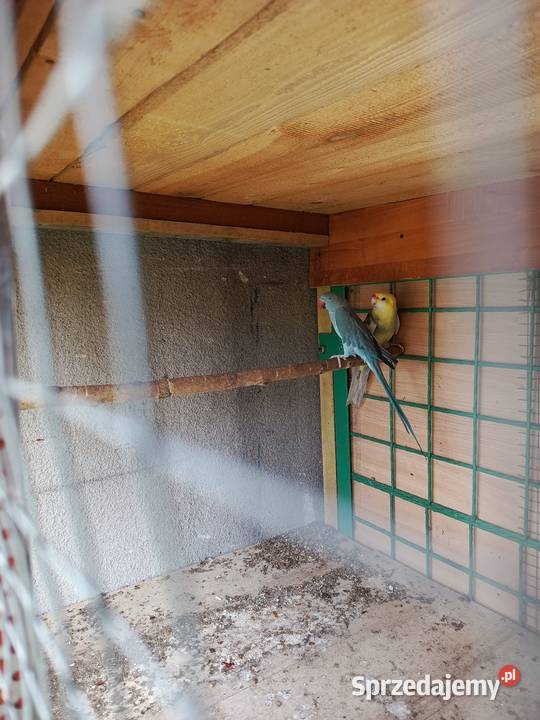 Aleksandretty samice Pszów