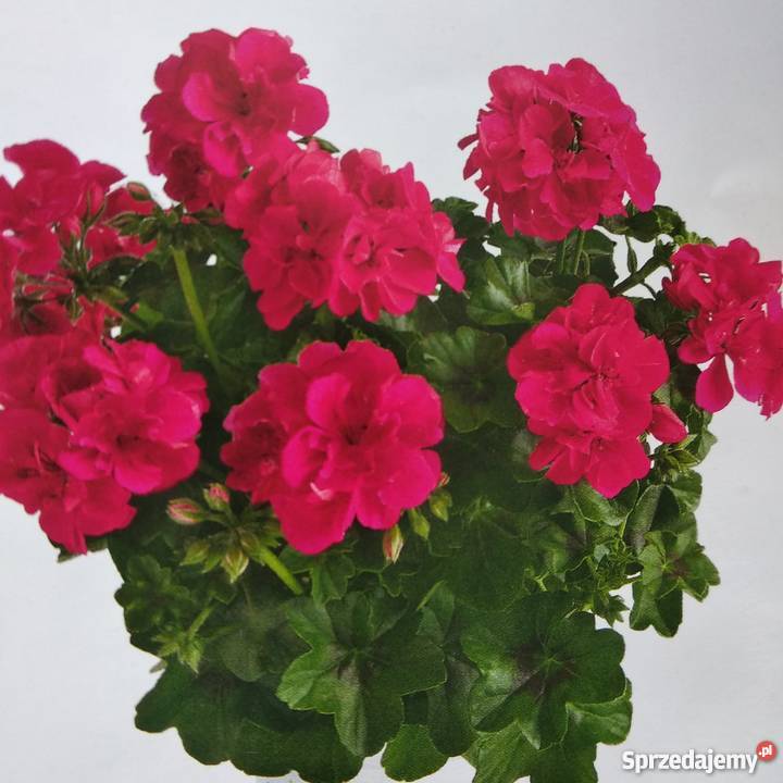 Sadzonki Pelargonia Nowe odmiany Kraków