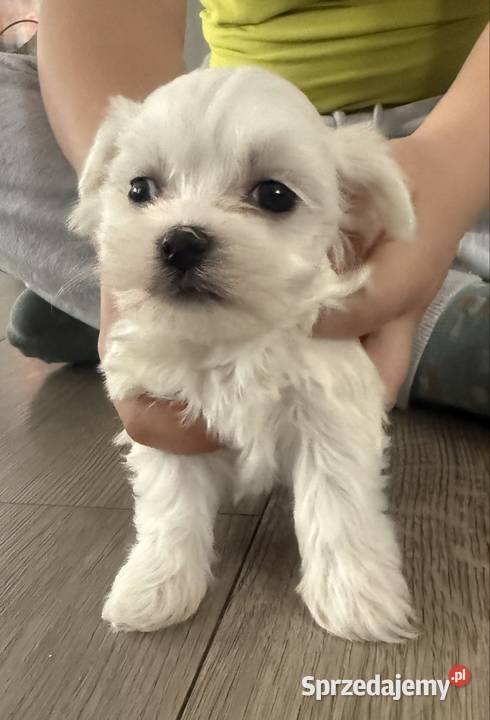 Maltańczyk piesek Mystków