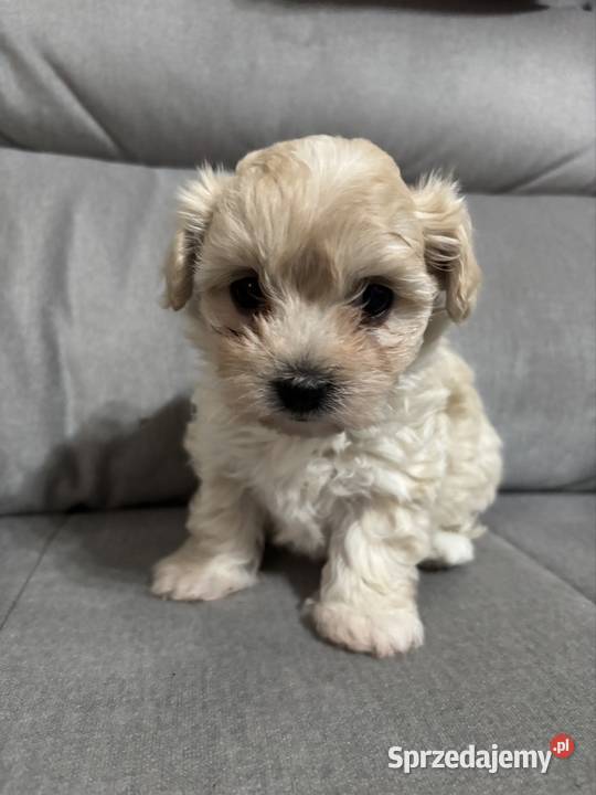 Maltipoo Suczka śląskie Zawiercie
