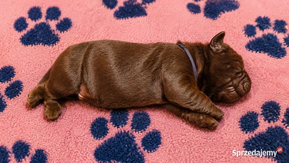 Labrador Retriever czekoladowy piesek Szczawin